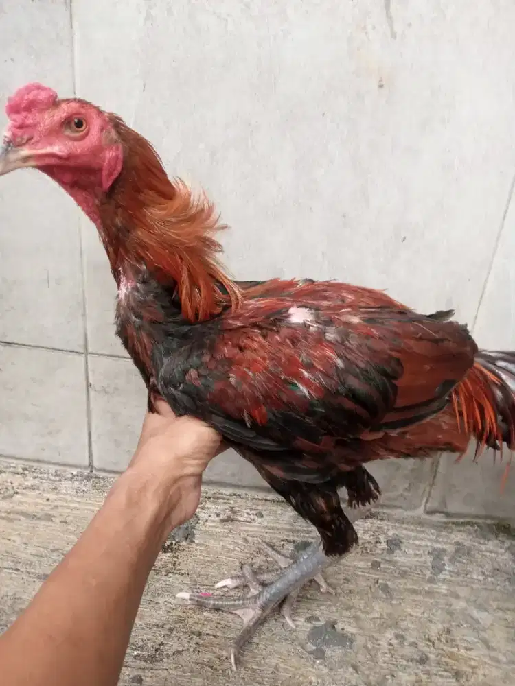 Ayam bangkok muda