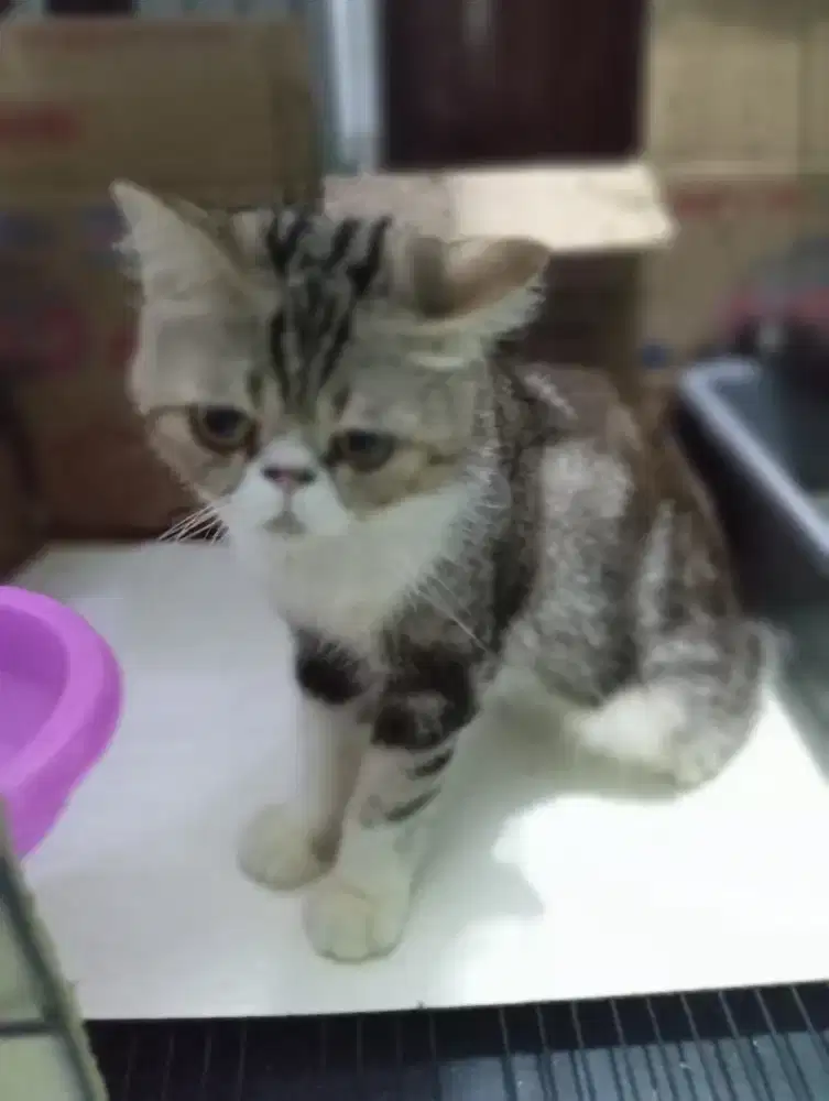 Bantu urus kucing  pribadi di rumah daerah kedoya