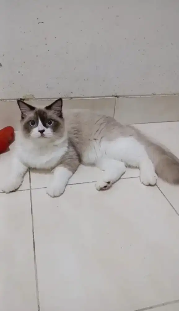 Ragdoll bicolour mata biru jantan 9 bulan
