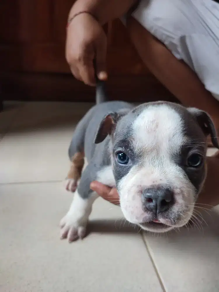 American bully betina