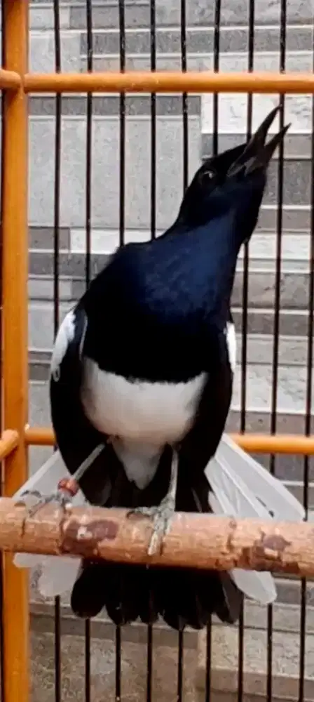 BURUNG KACER GACOR KOSLET CEPAT ON PLAY NGOBRA