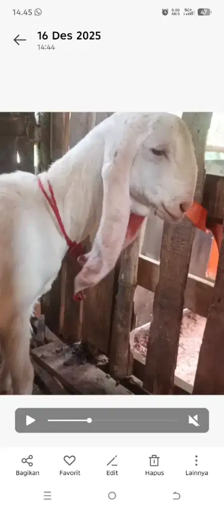 Kambing Senduro BT Domba