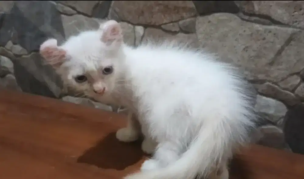 American curl jantan white