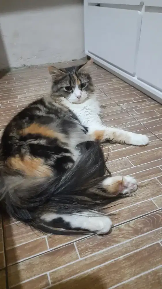 Kucing persia long hair ekor.panjang