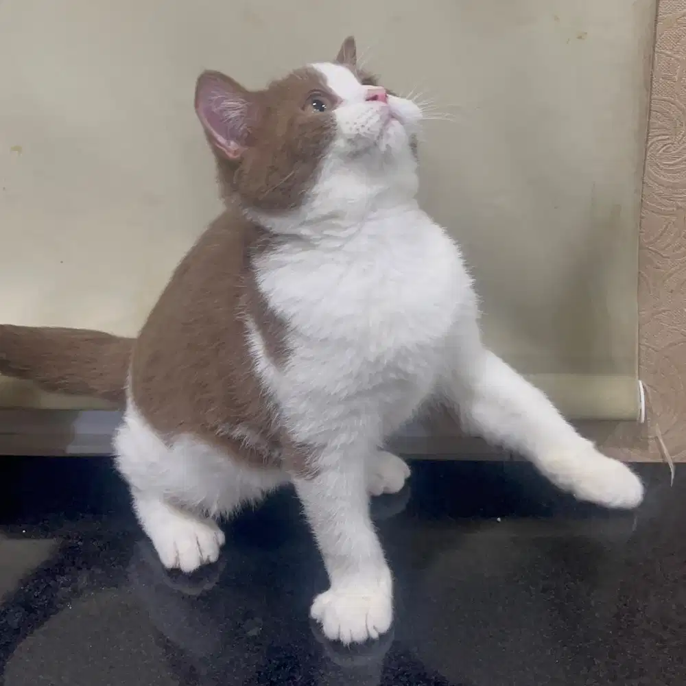 BSH British Shorthair Bicolor Cinnamon Jantan Nonped