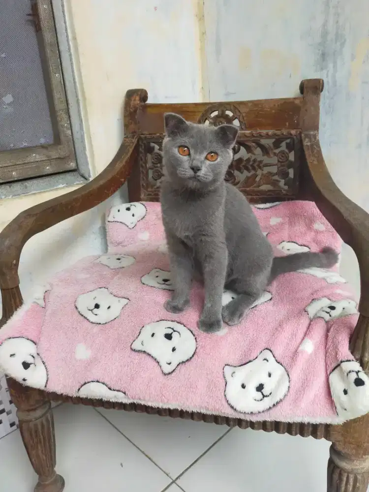 Kucing scotish fold betina dan jantan