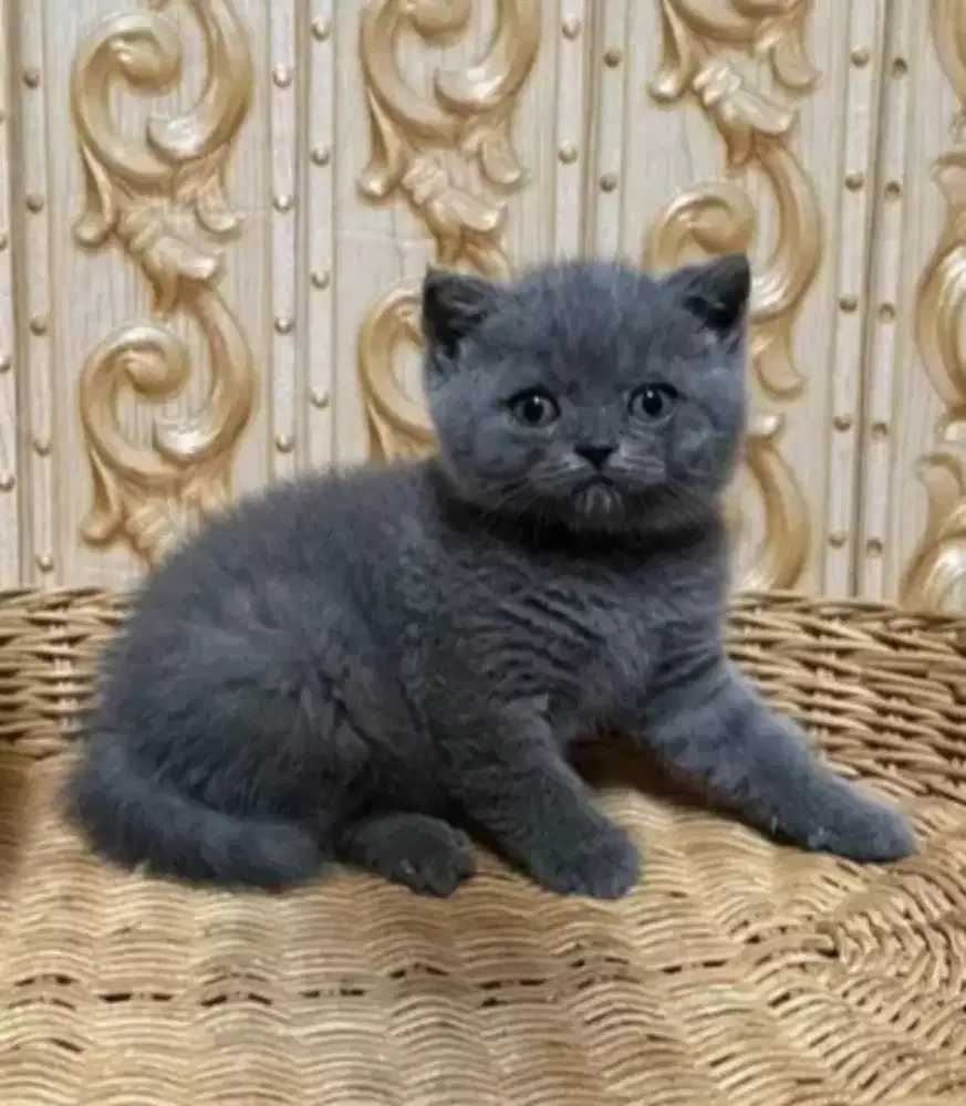 Kucing kitten British shorthair Bluesolid