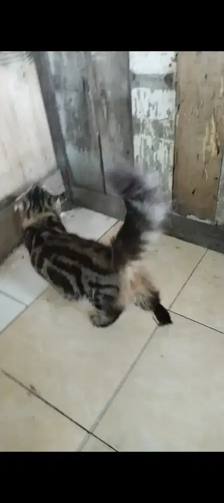 Kucing persia jantan bigbone