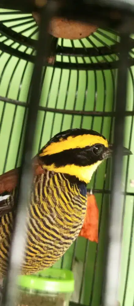 Burung gacor warna warni jinak