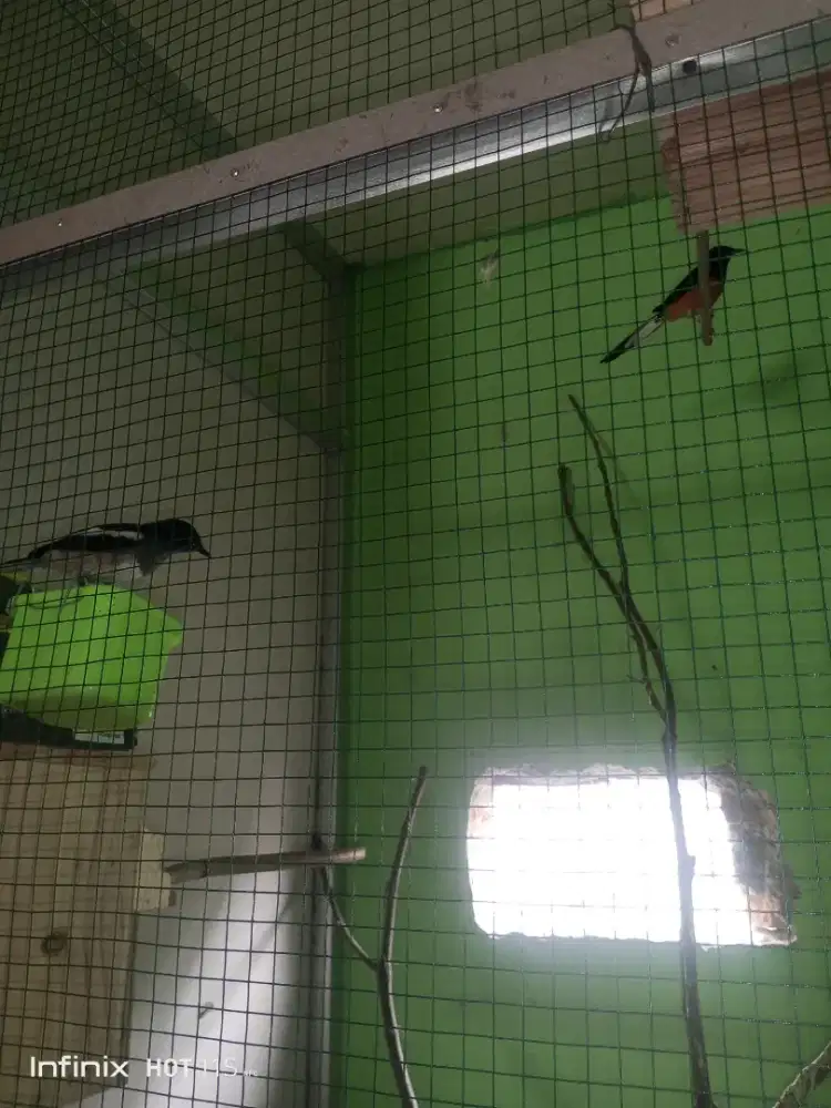 Sepasang Muray vs Kacer fighter 22 nya