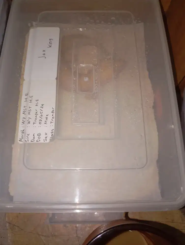 leopard gecko indukan siap kawin