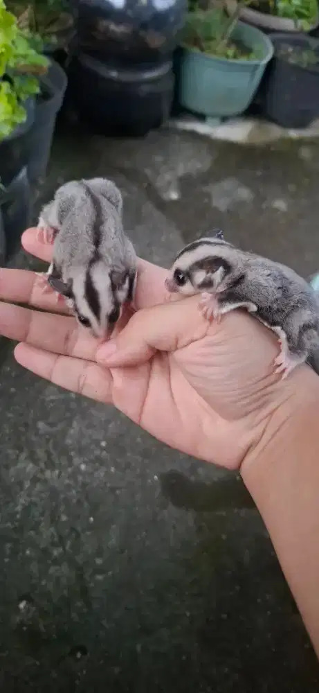 Sugar Glider Classic Grey