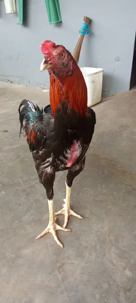 Dijual ayam bk clasic muda