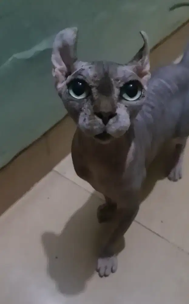 sphynx elf betina proven