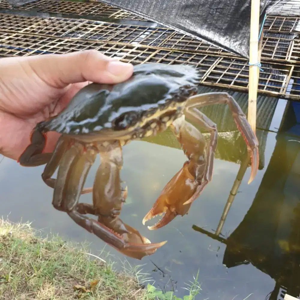 Kepiting soka Segar dan Frozen