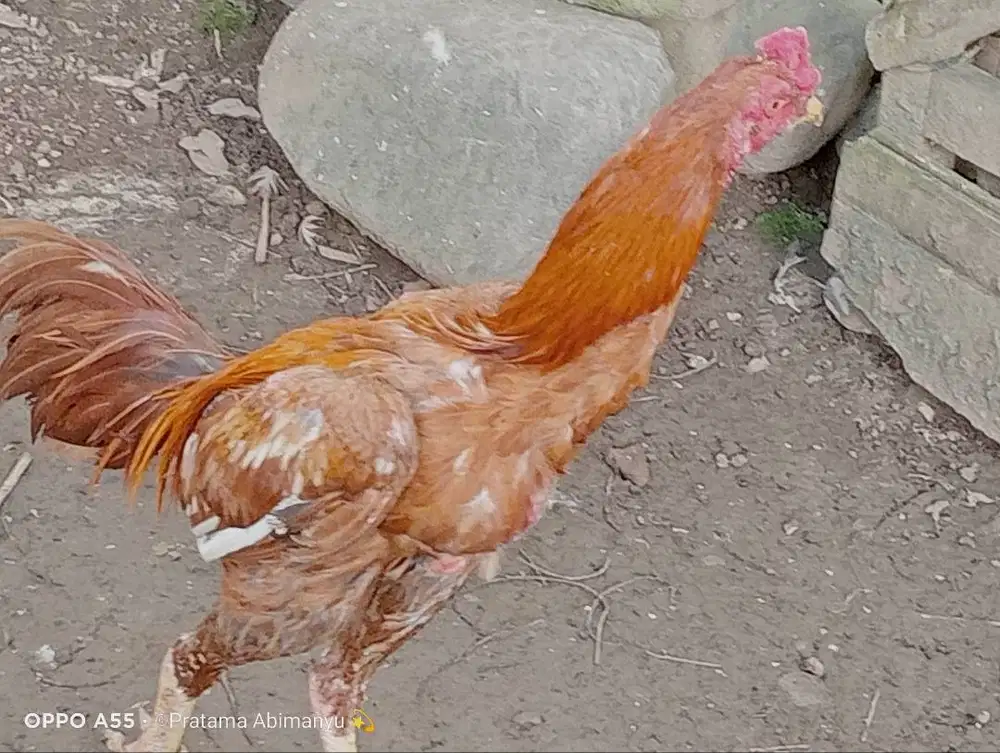 Ayam Bangkok Purworejo