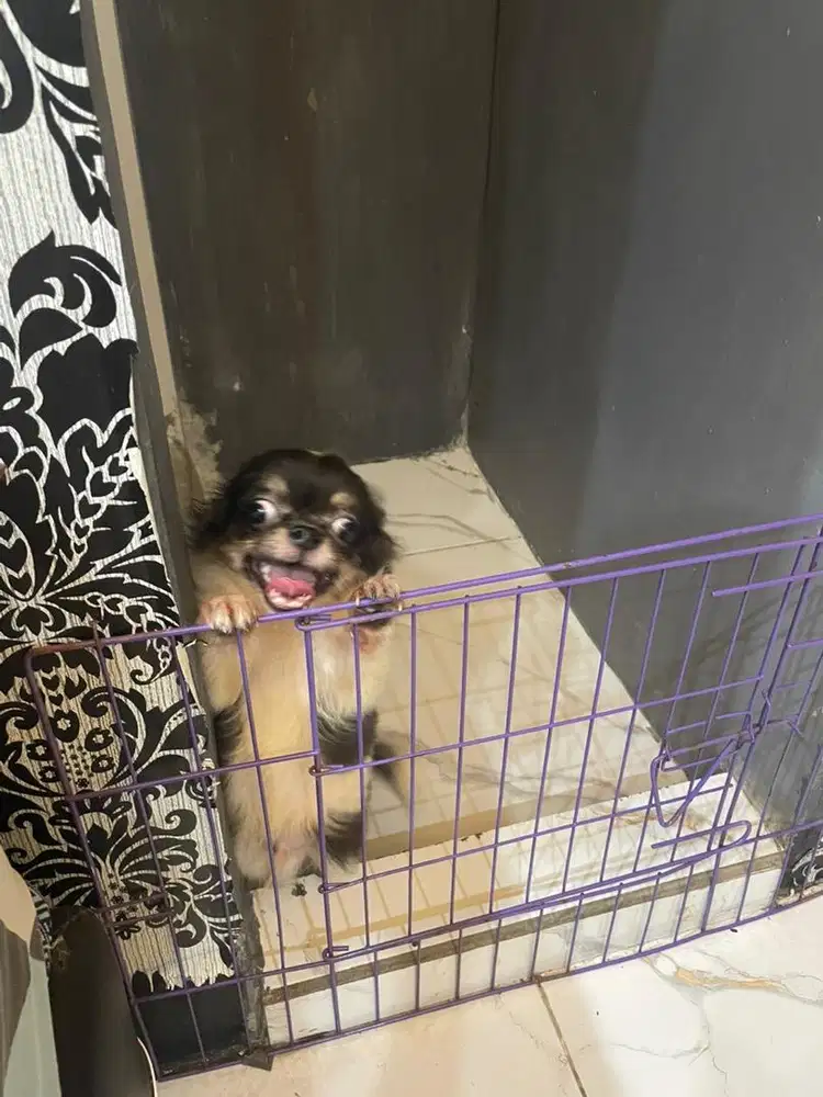 Chiuahua Jantan Longhair 6 Bulan