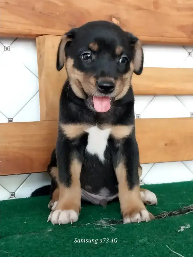 Anakan anjing ras mix