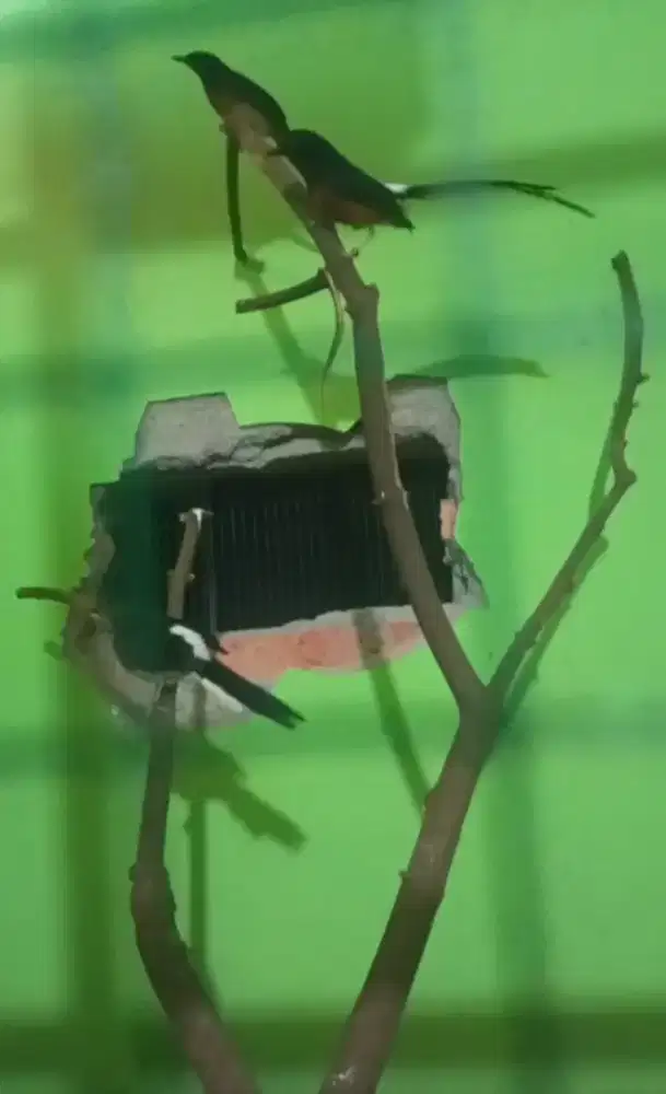 Muray prestasi pasangan poligami produksi 2 X