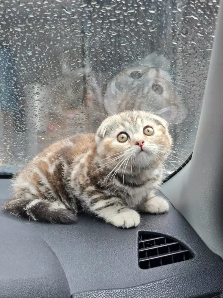 Kucing british shorthair bsh x scotish fold