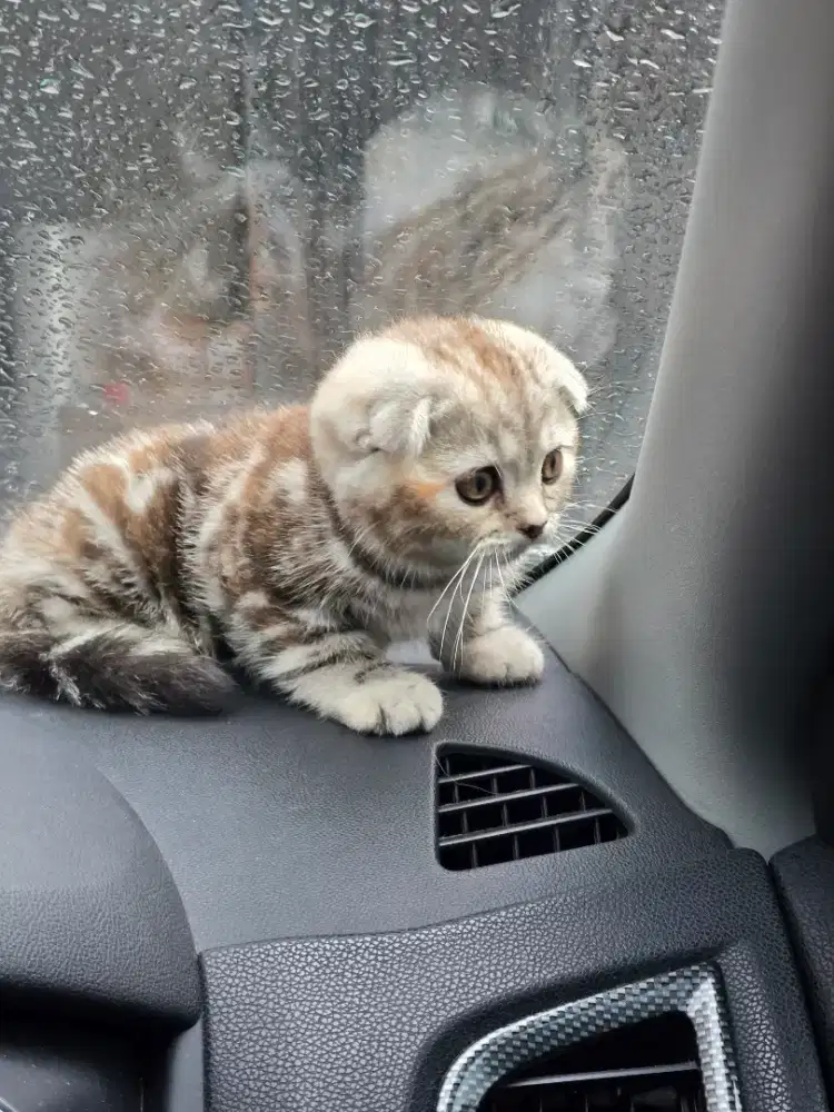 Kucing scotish fold triple fold betina