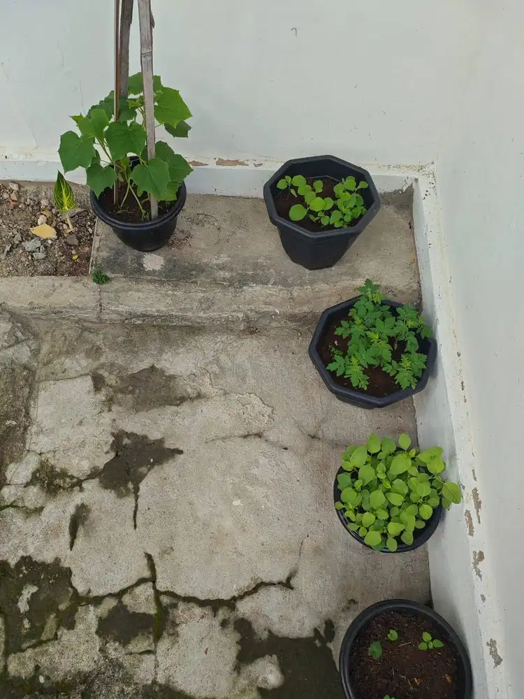 Di cari Asisten Rumah Tangga