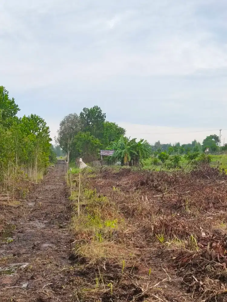 Dijual cepat tanah kebun ukuran 10x20