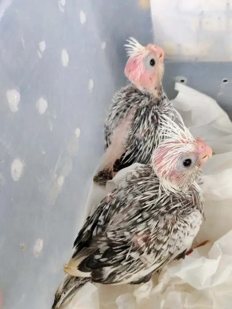 Burung Falk /Cockatiel