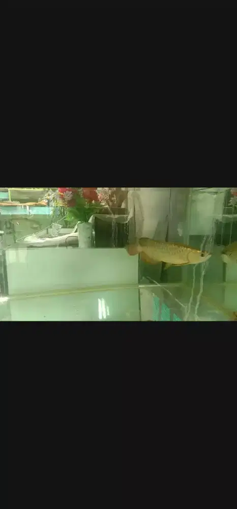 Arwana Crossback 24K emas GoldHead Eks Malaysia size -+33cm