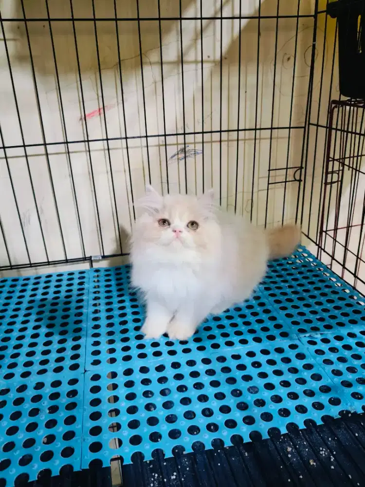 Kitten superannn jantan