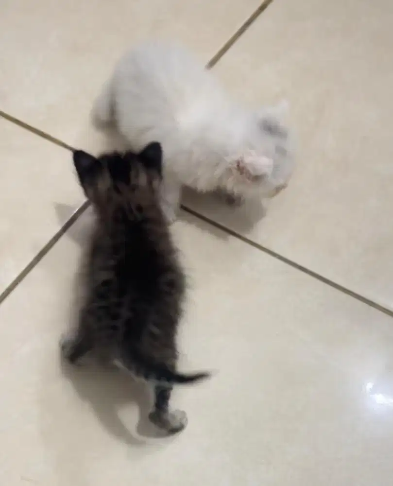 OPEN ADOPT KITTEN - FREE