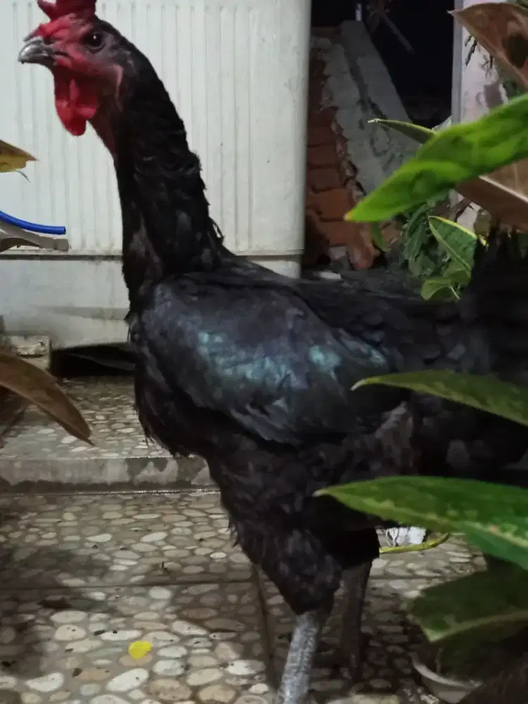 Ayam Pelung betina ukuran jumbo siap produksi