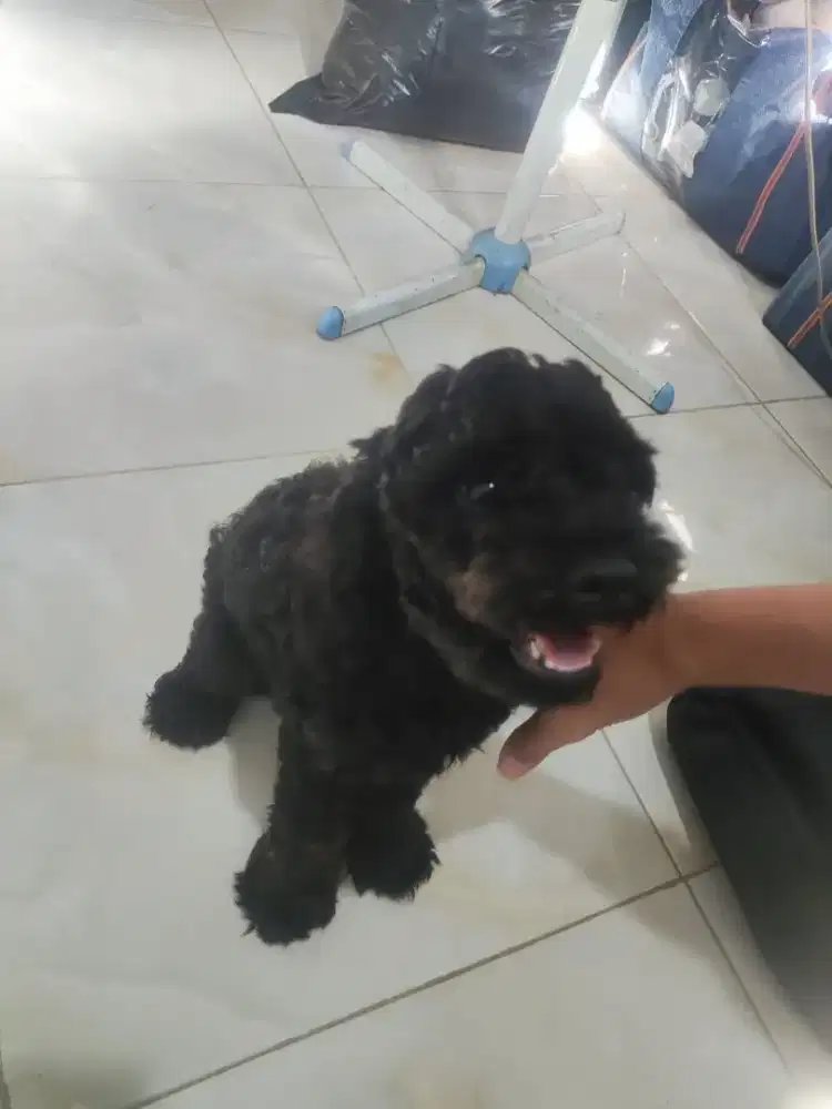 Open adopt poodle betina umur 1,8 th