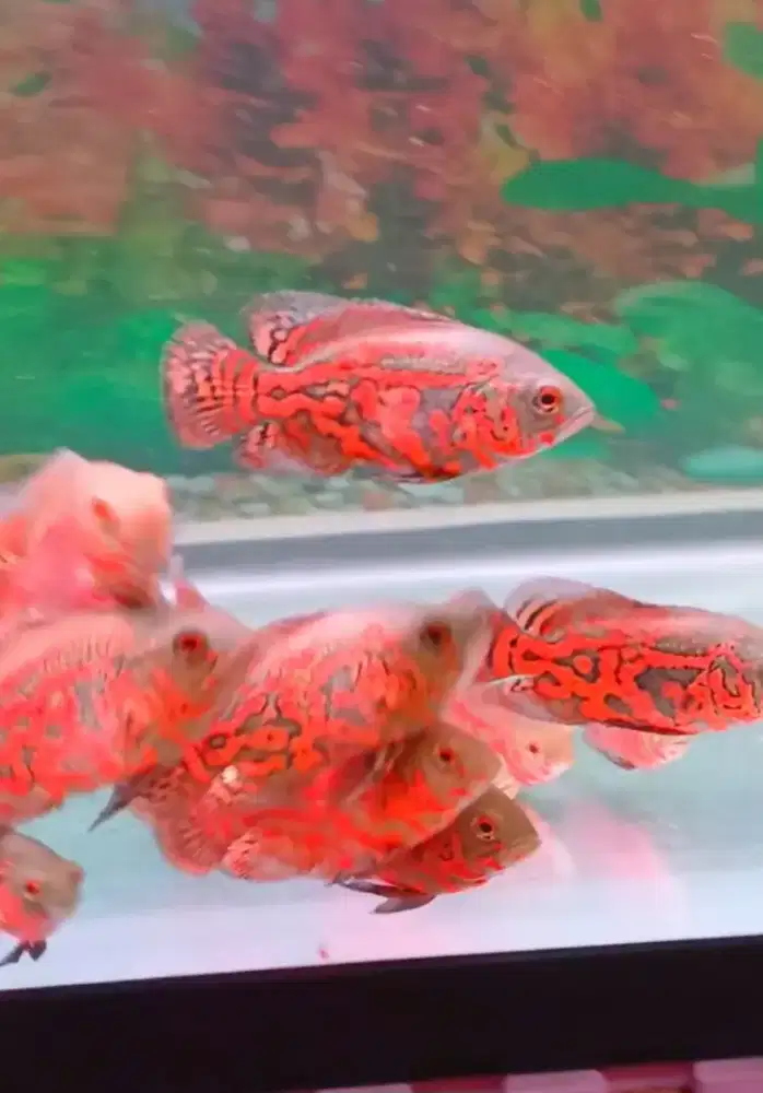 25 ekor ikan oscar red leopard borongan