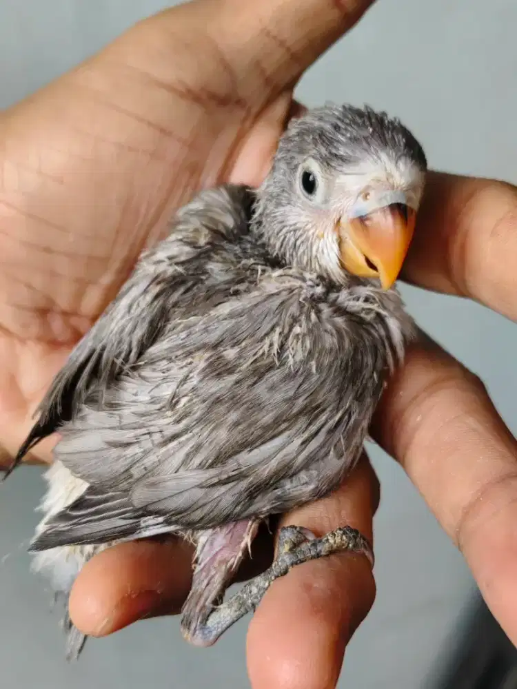 Lolohan burung Lovebird