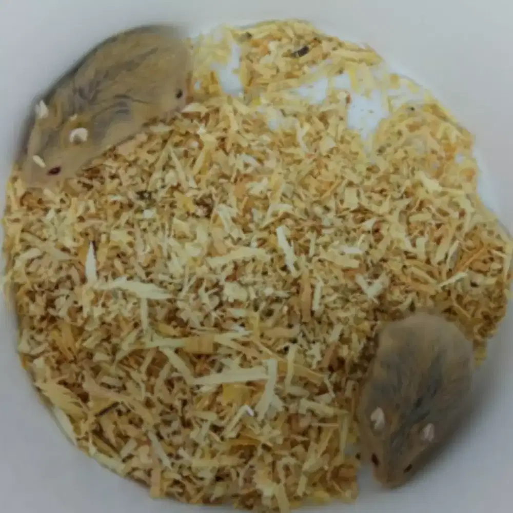 Hamster Winter Tiger Golden Argente Sehat Lincah