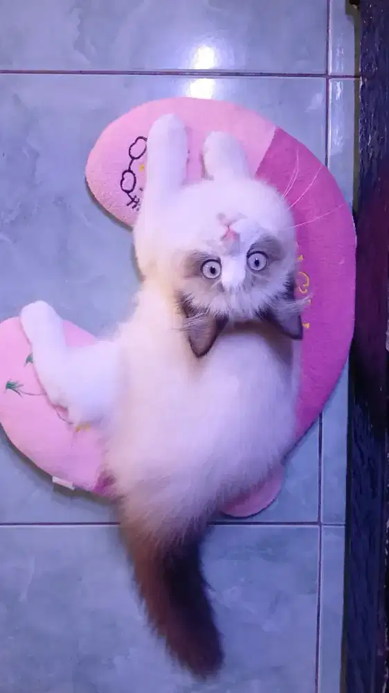 Kitten ragdoll betina pure non ped
