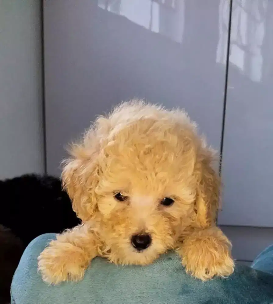 Poodle Jual Murah BERKUALITAS