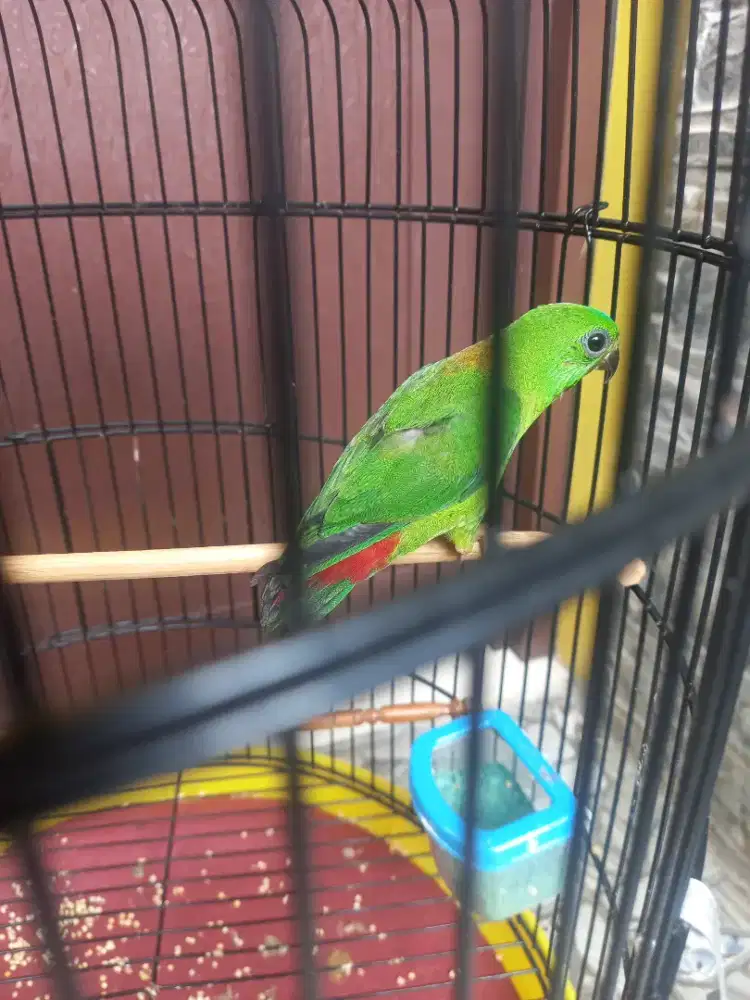 Love bird masteran Mhr / Bt