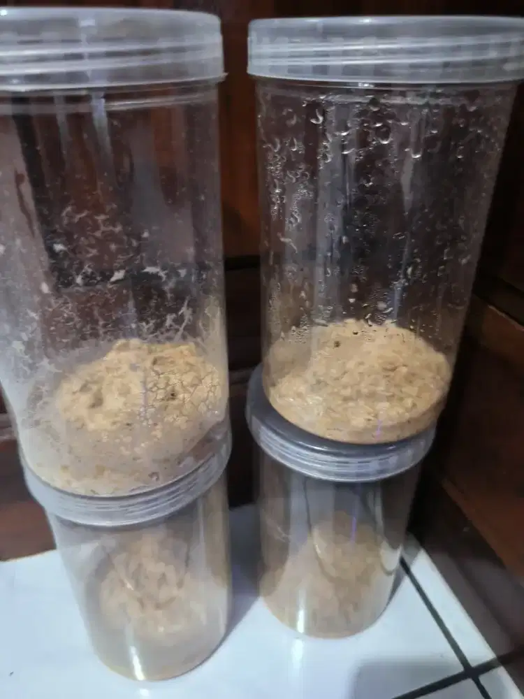 Micro worm / microworm pakan alami burayak