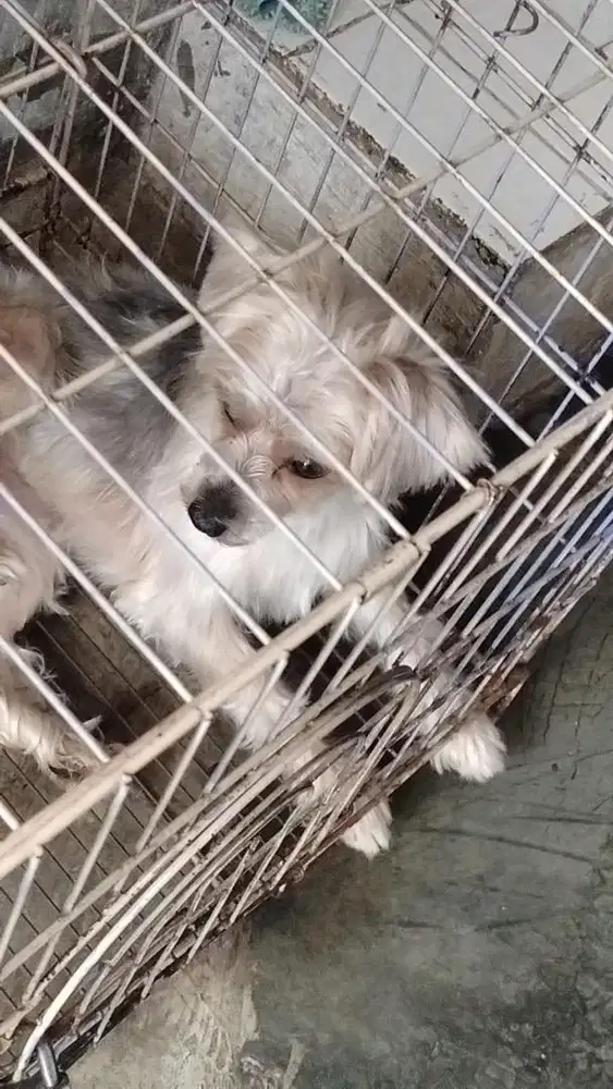 Adopsi Anjing Jantan