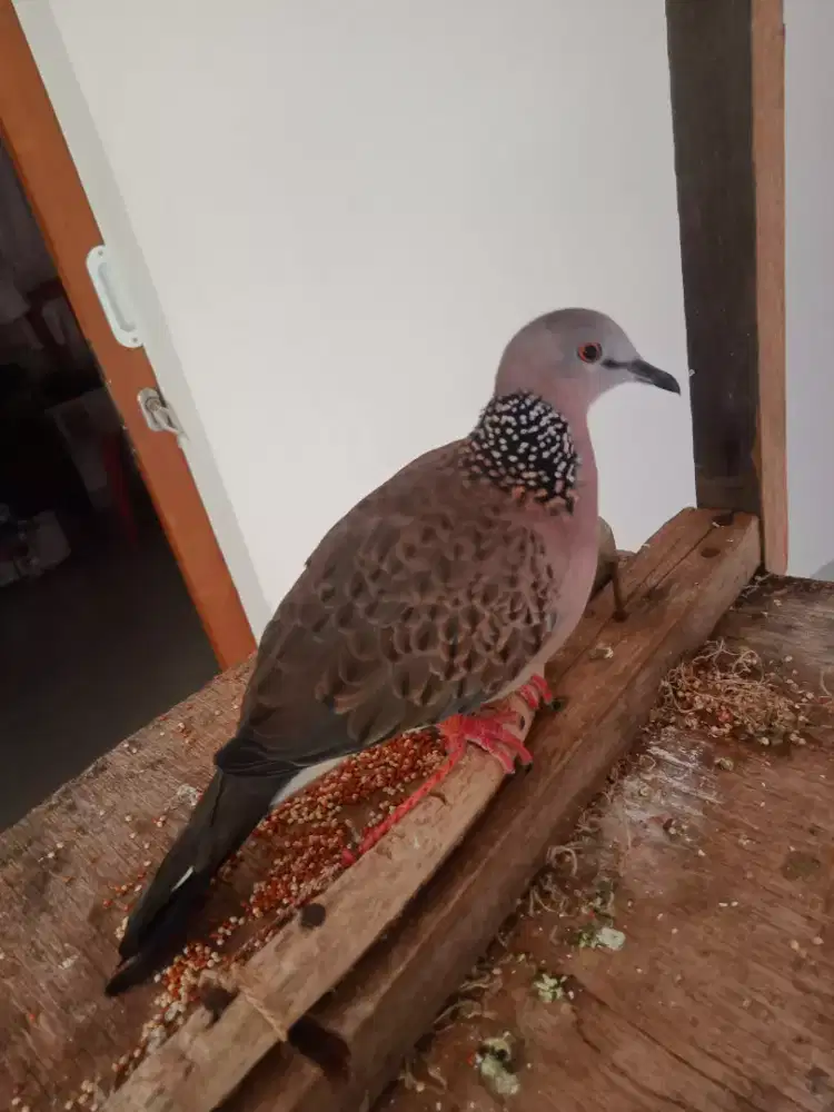 Tekukur kuk1 suara mersik