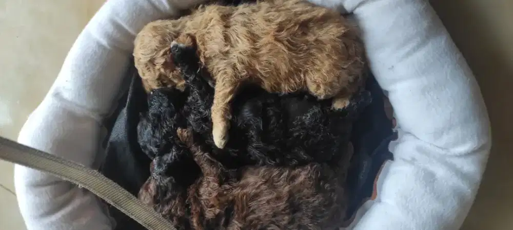 Puppies Pure Toy Poodle