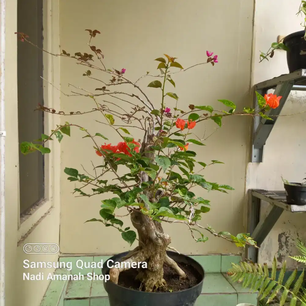 Borongan Bougenvile 4 Pot