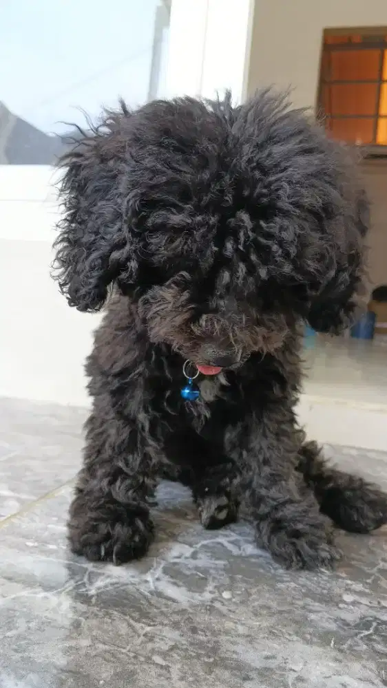 Jual poodle jantan 3 bln