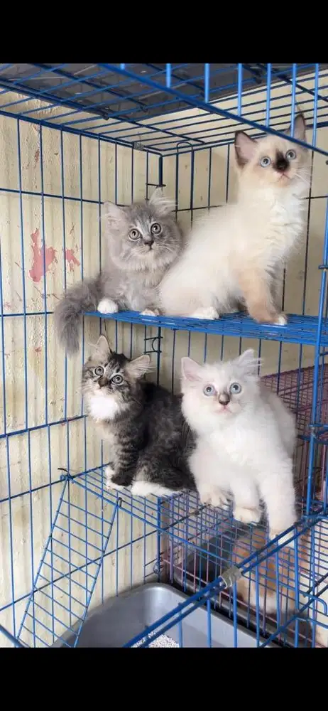 persia kitten 3 bulan ada 6 ekor