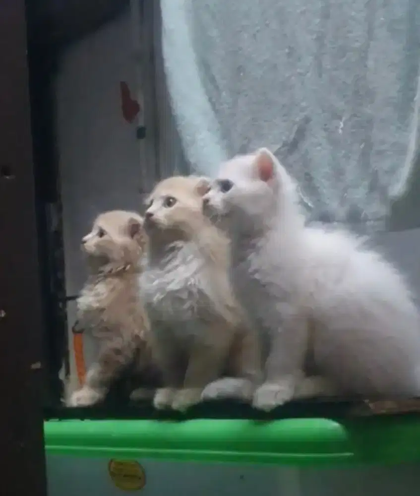 Kucing rras boronvan