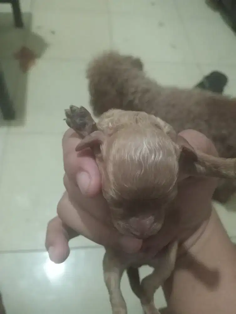 Mix poodle jantan banyak bulunya