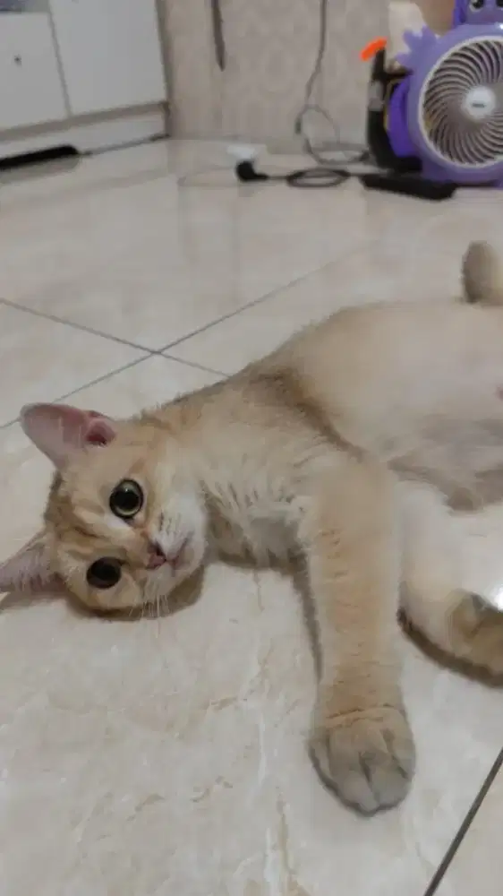 British shorthair golden betina cantik