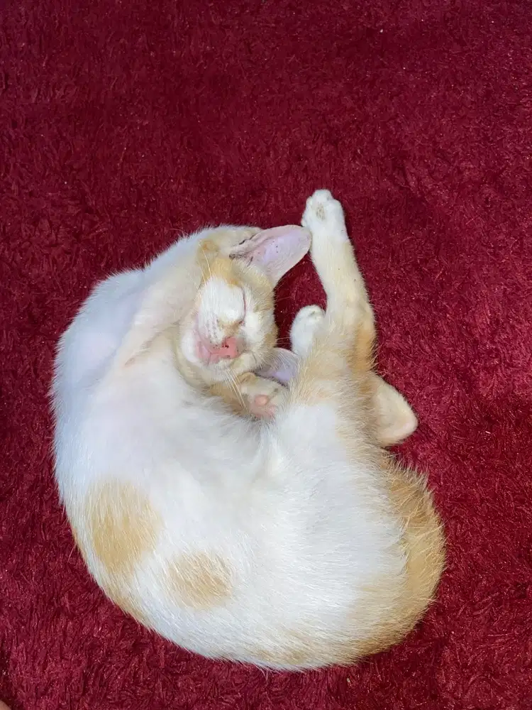 Cari pekerjaan art butuh yang serumah berdua